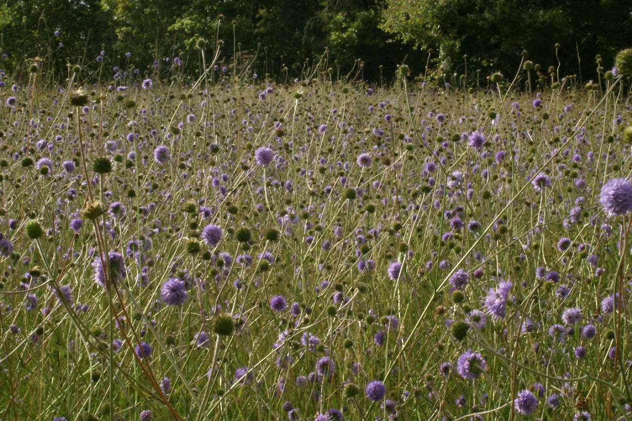 Image of Devil’s Bit Scabious