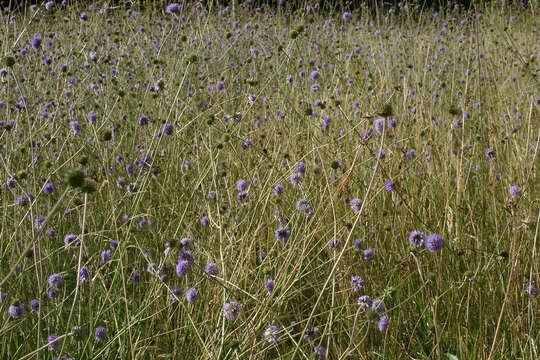 Image of Devil’s Bit Scabious