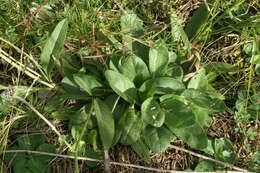 Image of Devil’s Bit Scabious