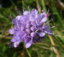 Image of Devil’s Bit Scabious