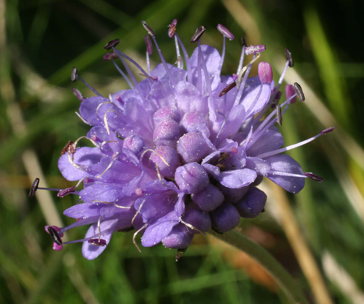 Image of Devil’s Bit Scabious