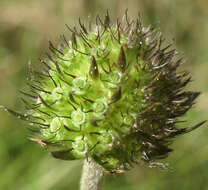 Image of Devil’s Bit Scabious