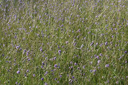 Image of Devil’s Bit Scabious