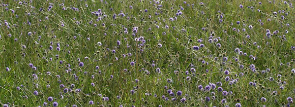 Image of Devil’s Bit Scabious