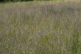 Image of Devil’s Bit Scabious