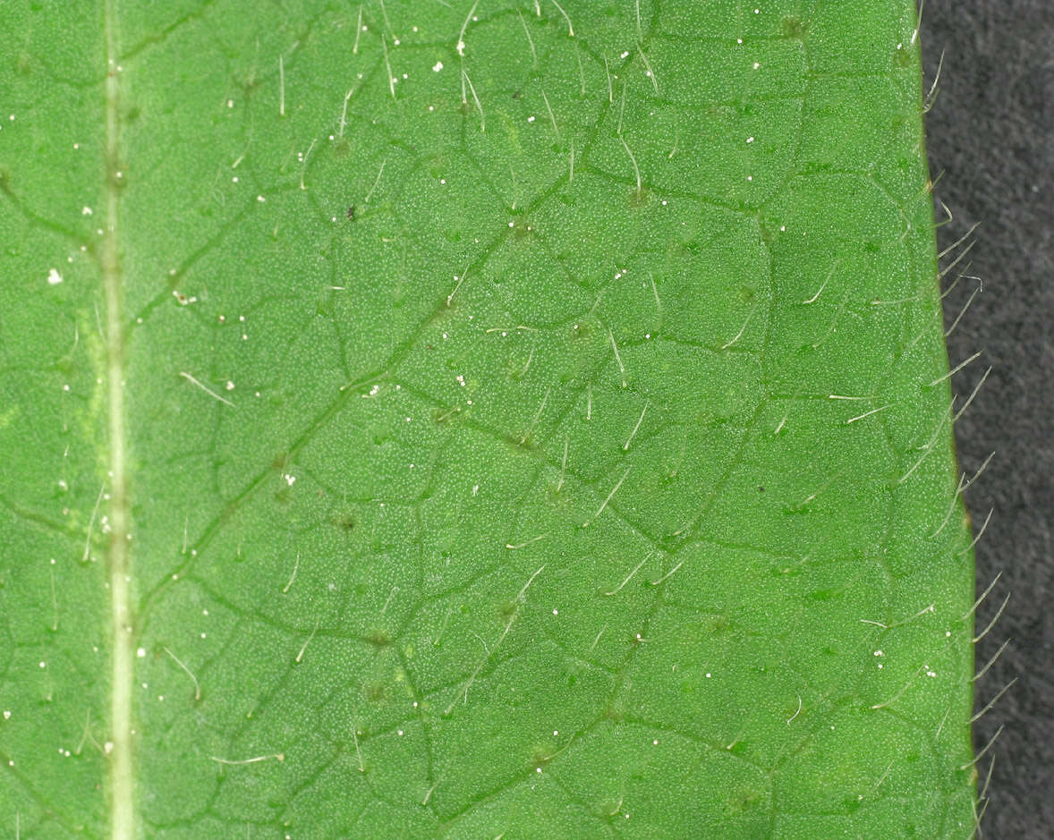 Image of Devil’s Bit Scabious