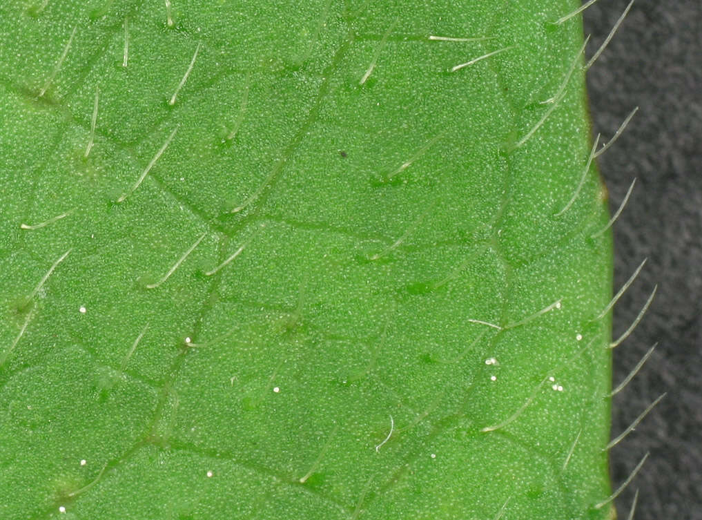 Image of Devil’s Bit Scabious