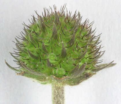 Image of Devil’s Bit Scabious