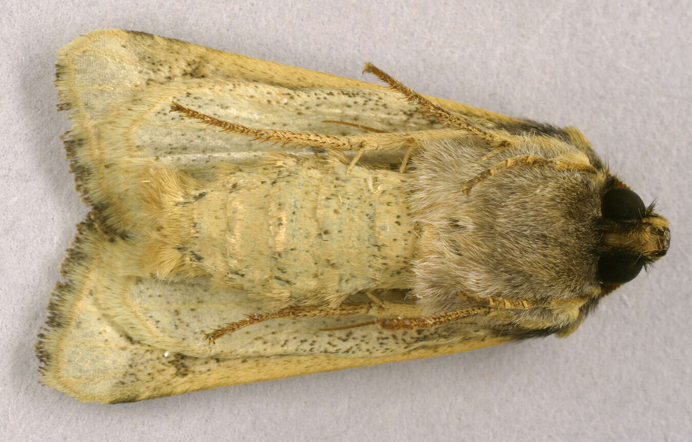 Image of Anchoscelis lunosa