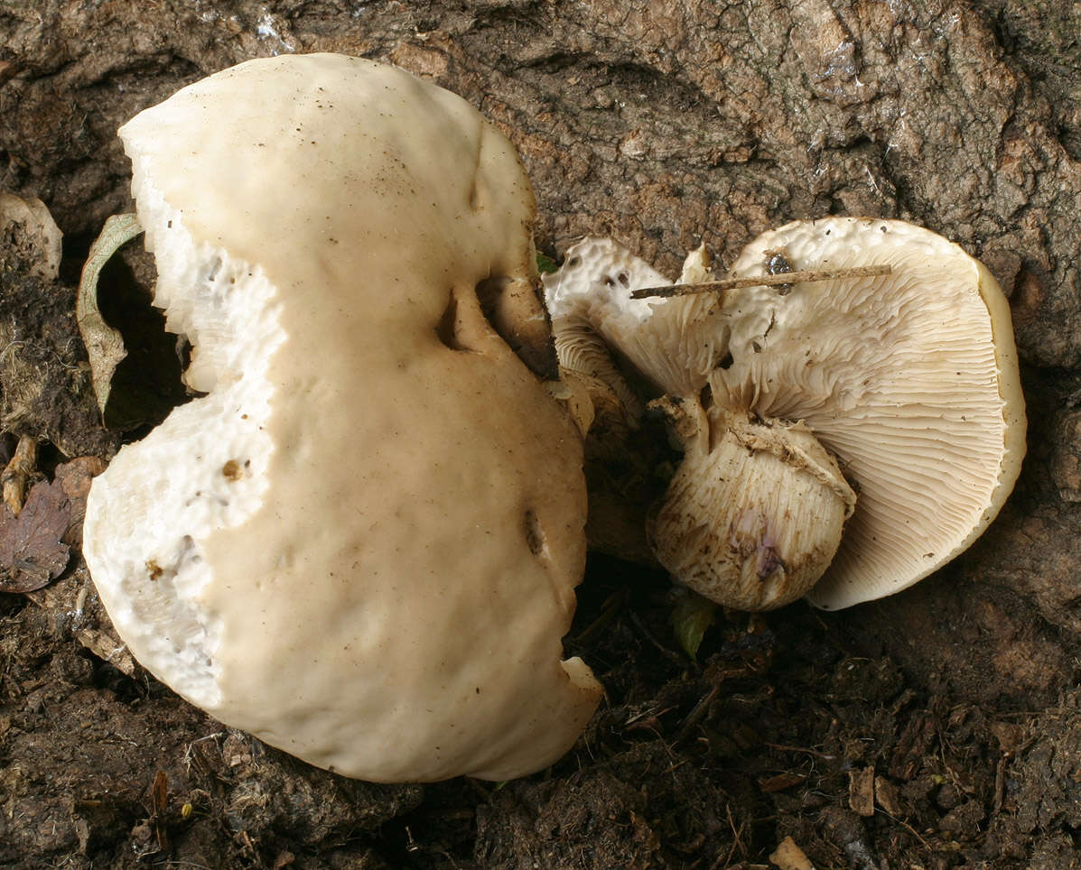 Image of Cyclocybe cylindracea (DC.) Vizzini & Angelini 2014