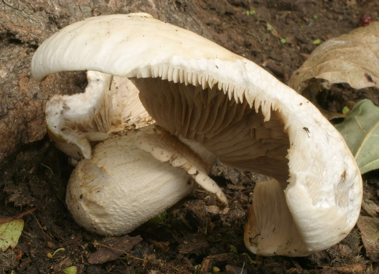 Image of Cyclocybe cylindracea (DC.) Vizzini & Angelini 2014