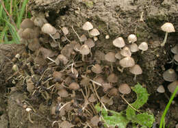 Image of Trooping Inkcaps