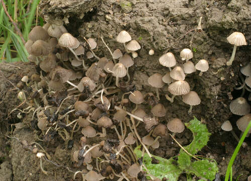 Image of Coprinellus disseminatus (Pers.) J. E. Lange 1938