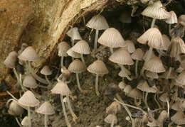 Image of Trooping Inkcaps