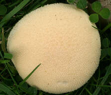 Image of Lycoperdon pratense Pers. 1794