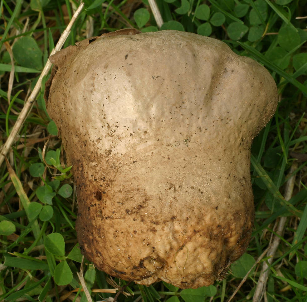 Image de Lycoperdon pratense Pers. 1794