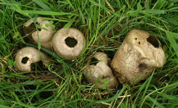 Image of Lycoperdon pratense Pers. 1794