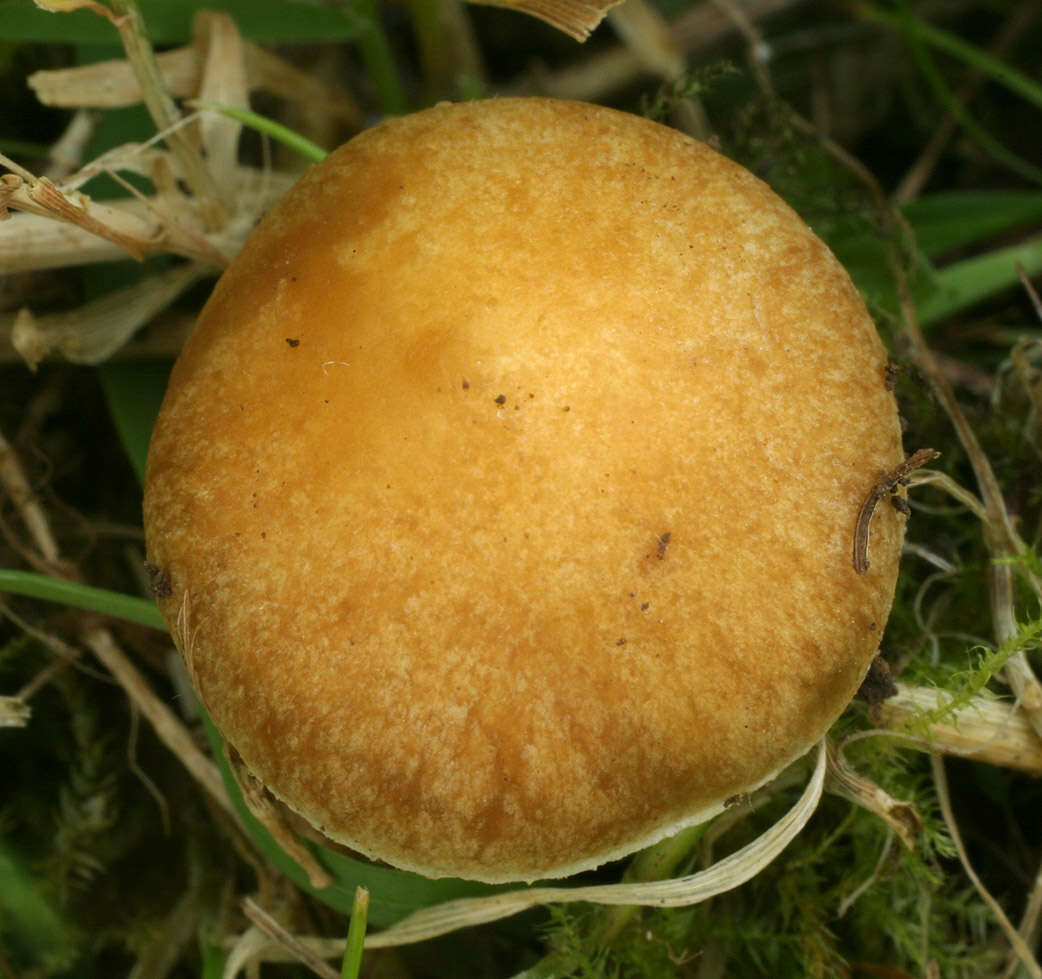 Image of Psilocybe coronilla (Bull.) Noordel. 1995