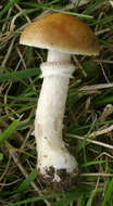 Image of Psilocybe coronilla (Bull.) Noordel. 1995