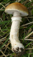 Image of Psilocybe coronilla (Bull.) Noordel. 1995