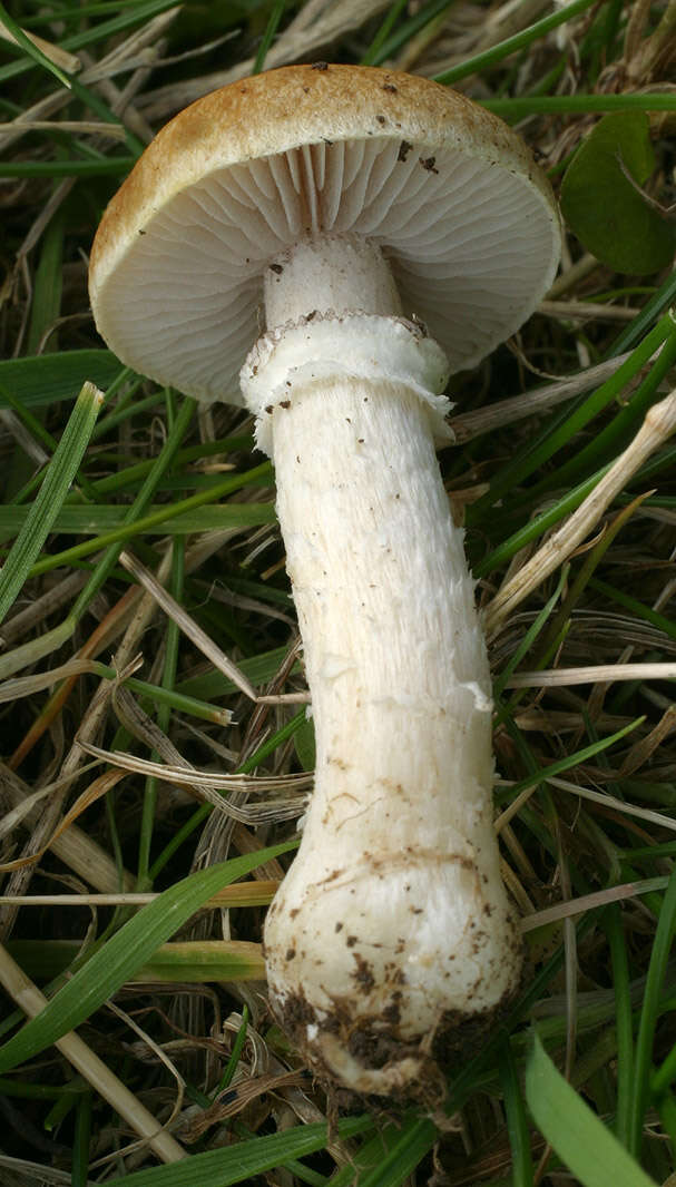 Image of Psilocybe coronilla (Bull.) Noordel. 1995