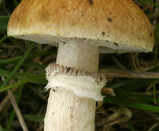 Image of Psilocybe coronilla (Bull.) Noordel. 1995