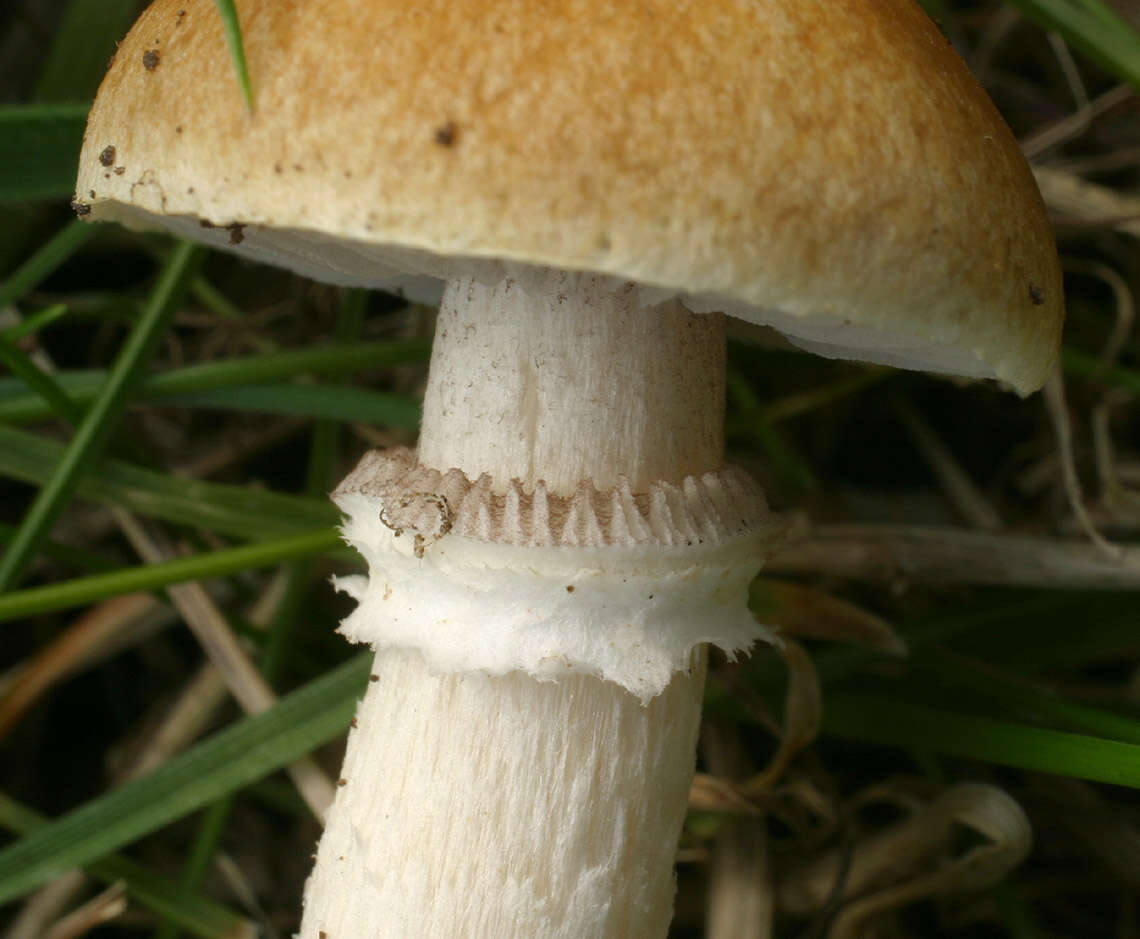 Image of Psilocybe coronilla (Bull.) Noordel. 1995