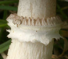 Image of Psilocybe coronilla (Bull.) Noordel. 1995