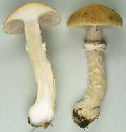 Image of Psilocybe coronilla (Bull.) Noordel. 1995