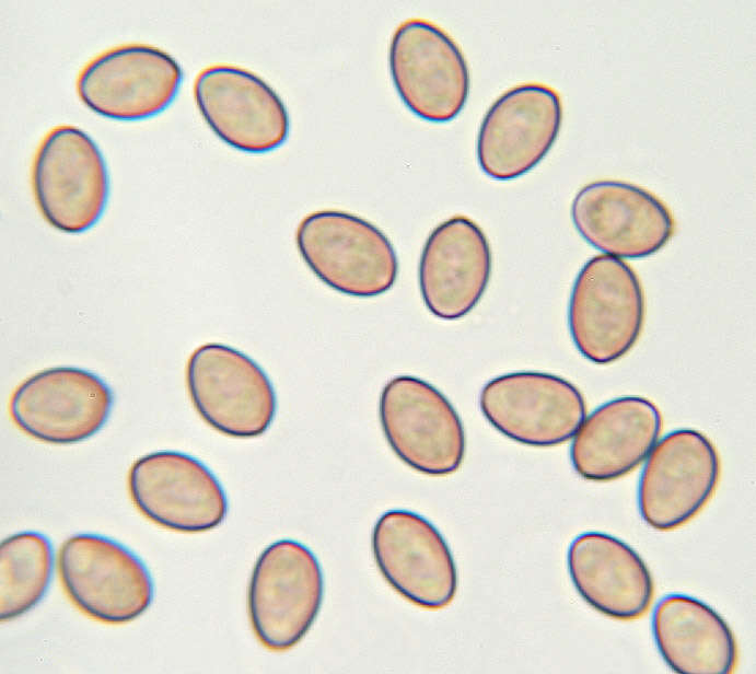 Image of Psilocybe coronilla (Bull.) Noordel. 1995