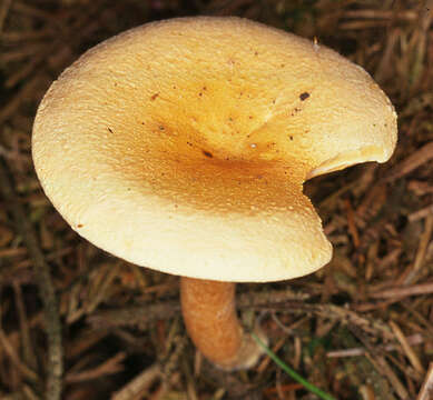 Image de Fausse chanterelle