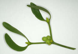 Image of European mistletoe