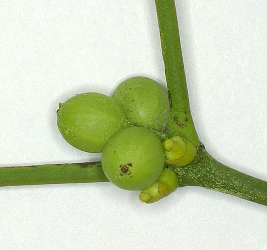 Image of European mistletoe