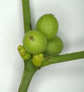 Image of European mistletoe