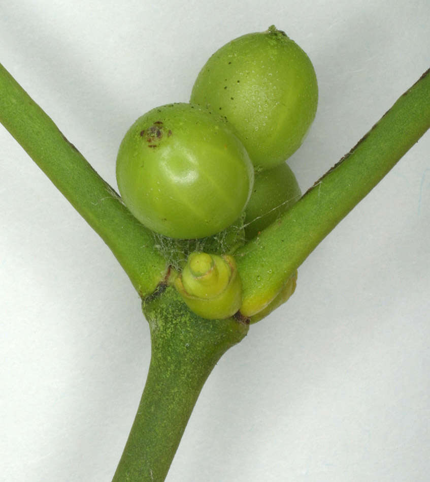 Image of European mistletoe