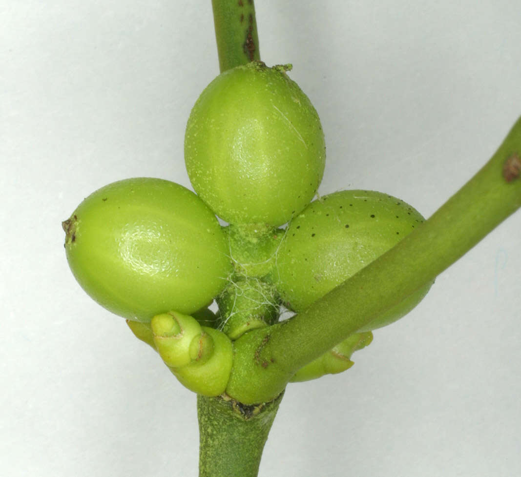 Image of European mistletoe