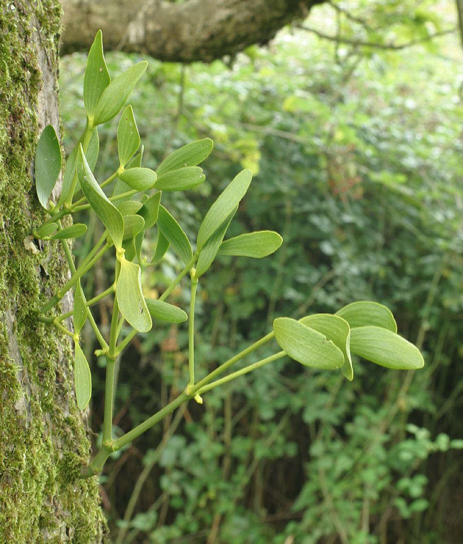 Image of European mistletoe