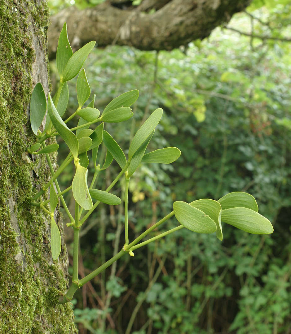 Image of European mistletoe