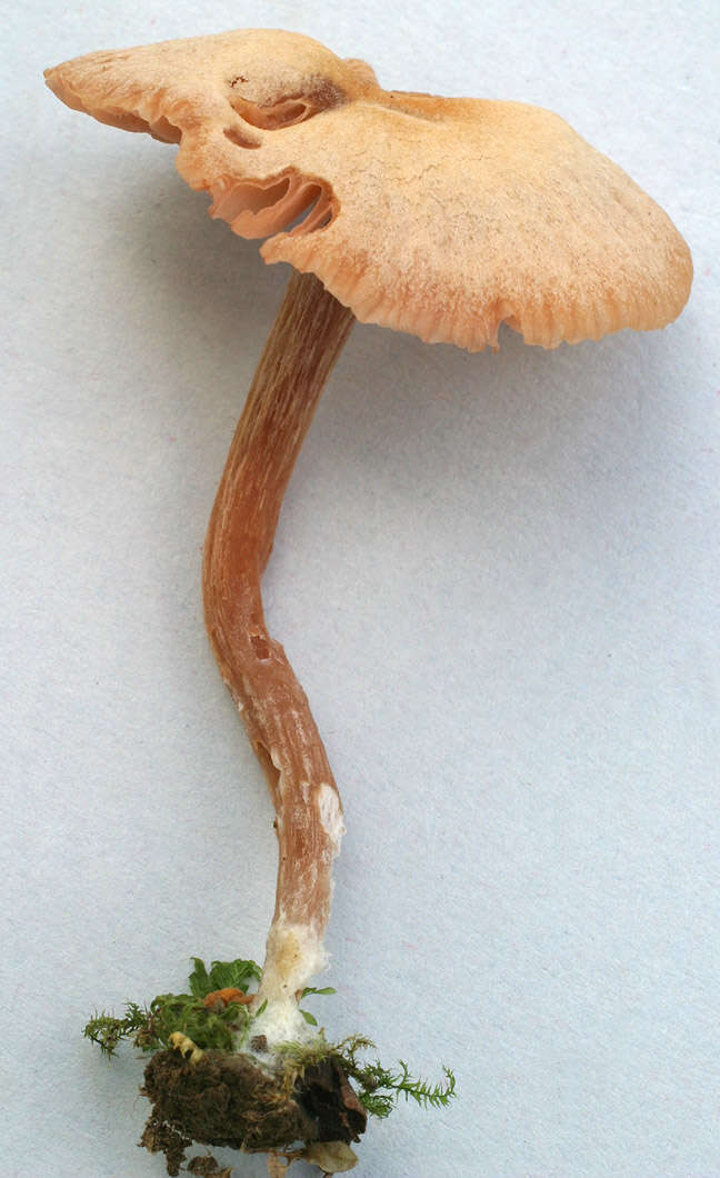 Image of Laccaria laccata (Scop.) Cooke 1884