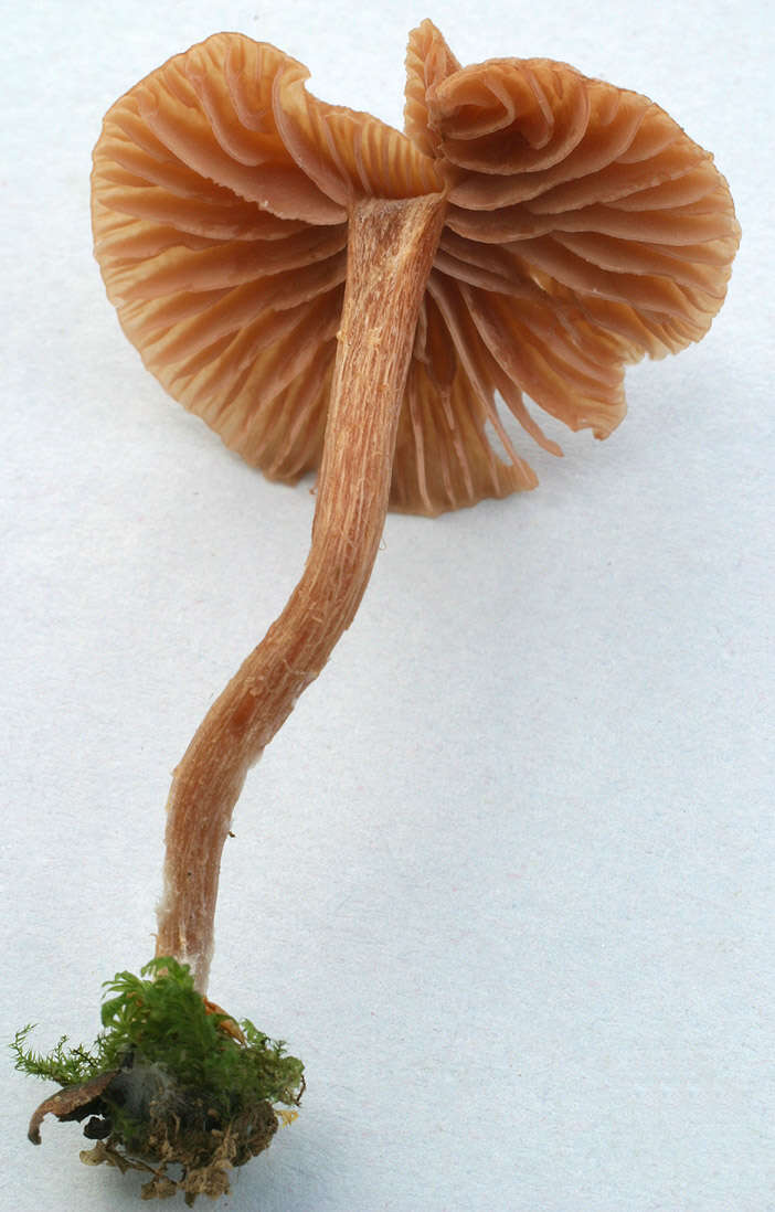 Image of Laccaria laccata (Scop.) Cooke 1884