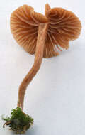 Image of Laccaria laccata (Scop.) Cooke 1884