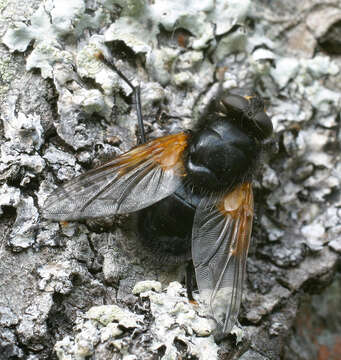 Image de Mesembrina meridiana (Linnaeus 1758)