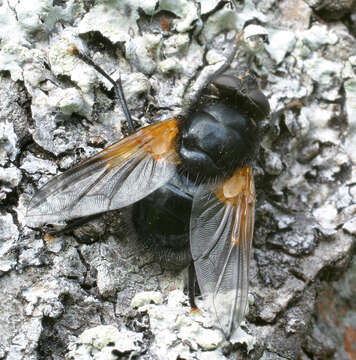 Image of Mesembrina meridiana (Linnaeus 1758)