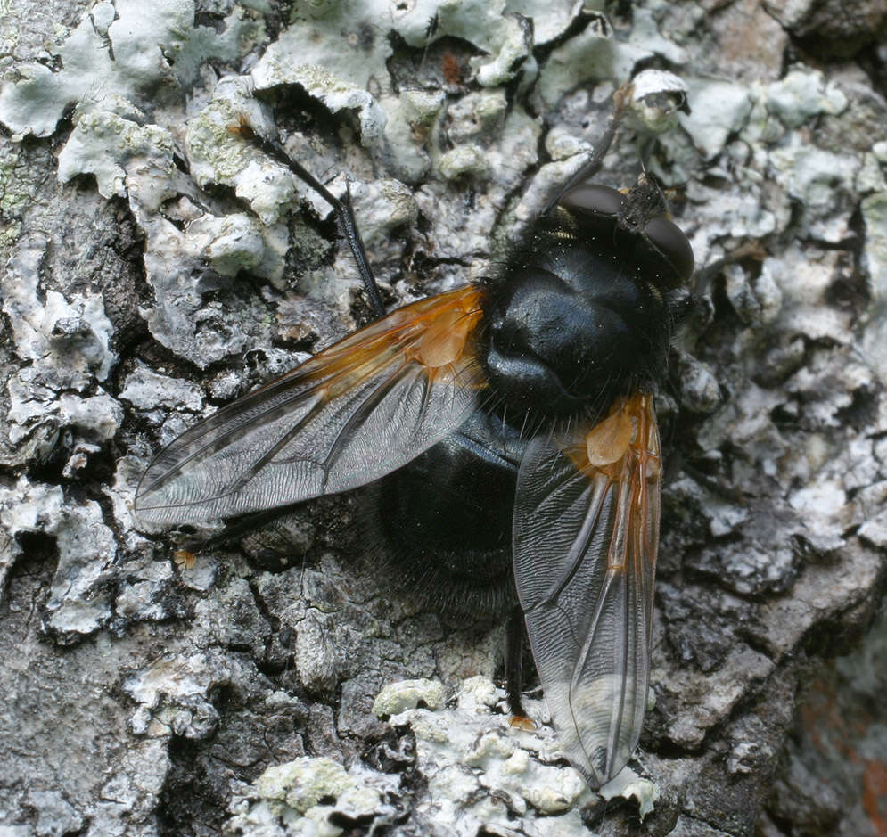 Image of Mesembrina meridiana (Linnaeus 1758)