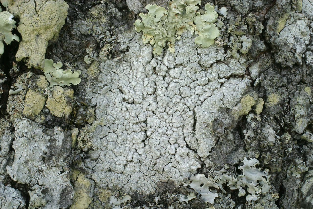 Image of pore lichen