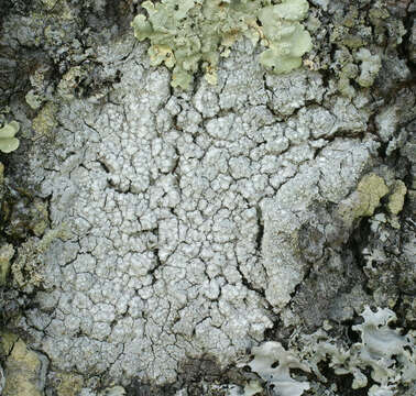 Image of pore lichen