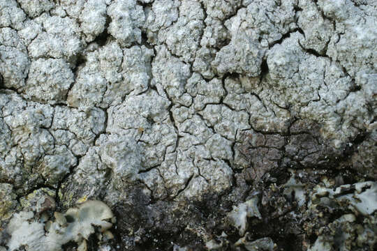 Image of pore lichen