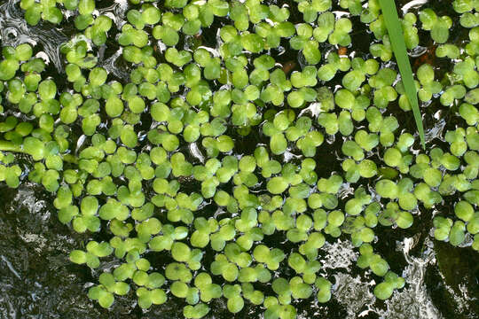 Image of Common Duckweed