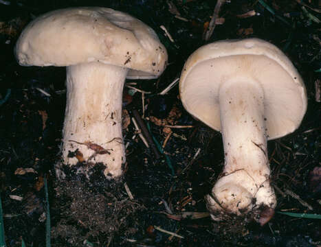 Calocybe resmi