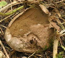 Image of Lycoperdon pratense Pers. 1794